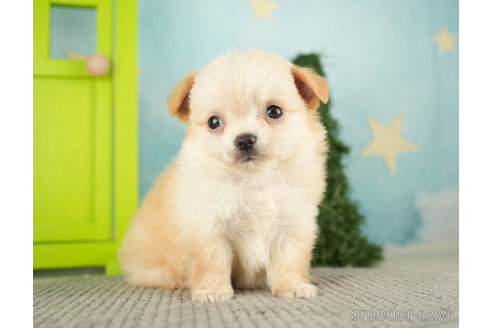 成約済の千葉県のチワワ(ロングコート)-275021の5枚目