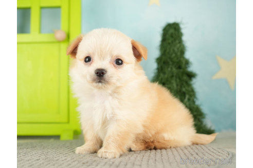 成約済の千葉県のチワワ(ロングコート)-275021の4枚目