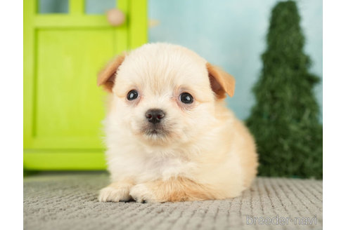 成約済の千葉県のチワワ(ロングコート)-275021の3枚目