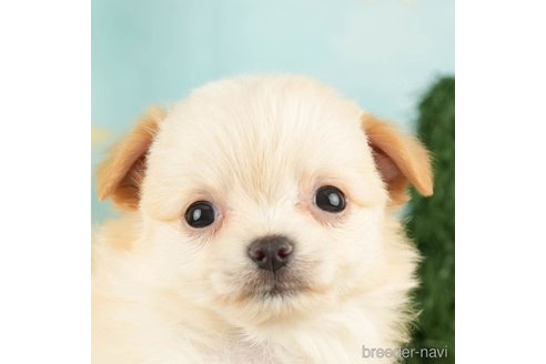 成約済の千葉県のチワワ(ロングコート)-275021の2枚目