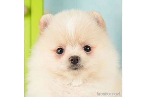 成約済の千葉県のポメラニアン-275027の3枚目