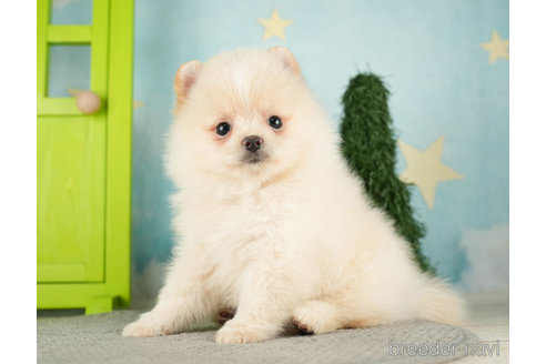 成約済の千葉県のポメラニアン-275027の4枚目