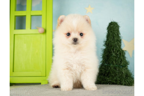 成約済の千葉県のポメラニアン-275027の2枚目