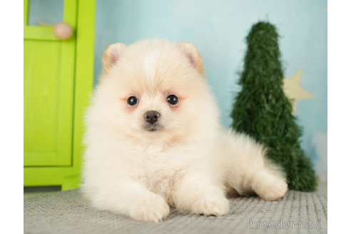 成約済の千葉県のポメラニアン-275027の5枚目