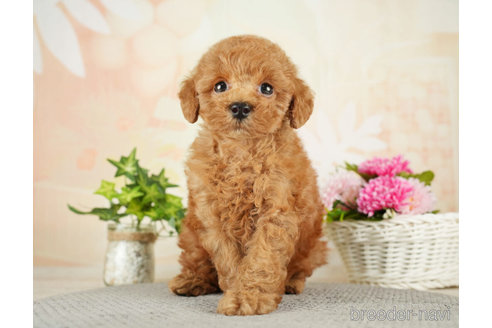 成約済の千葉県のトイプードル-275031の5枚目