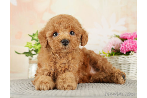 成約済の千葉県のトイプードル-275031の4枚目