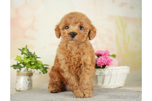 成約済の千葉県のトイプードル-275031の3枚目