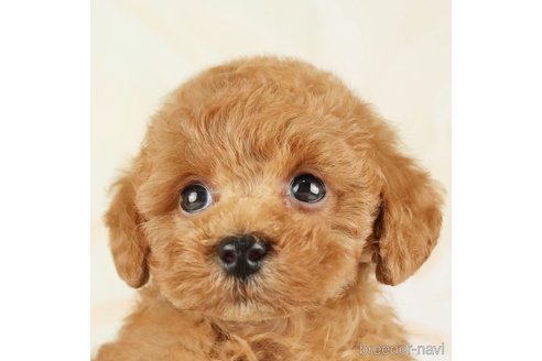 成約済の千葉県のトイプードル-275031の2枚目