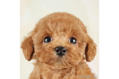 成約済の千葉県のトイプードル-275031