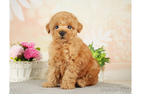 成約済の千葉県のトイプードル-275034の5枚目