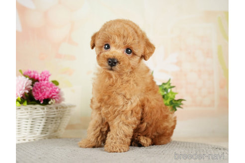 成約済の千葉県のトイプードル-275034の4枚目