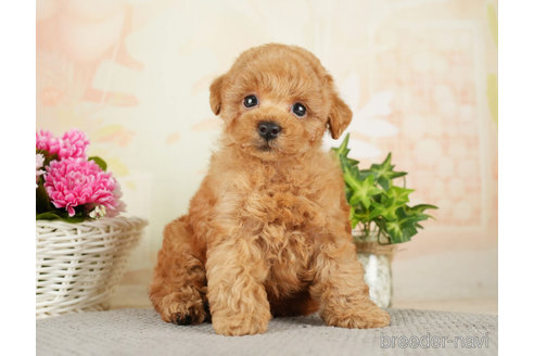 成約済の千葉県のトイプードル-275034の3枚目