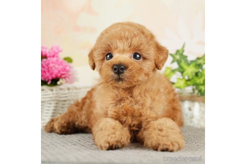 成約済の千葉県のトイプードル-275034