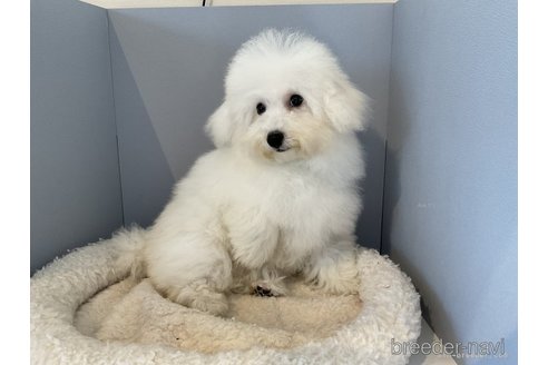 成約済の北海道のトイプードル-253635の4枚目