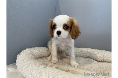 成約済の北海道のキャバリアキングチャールズスパニエル-270142の3枚目