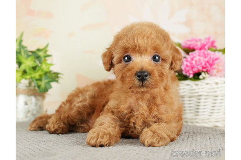 成約済の千葉県のトイプードル-275035の5枚目