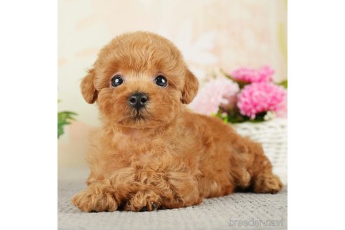 成約済の千葉県のトイプードル-275035の2枚目