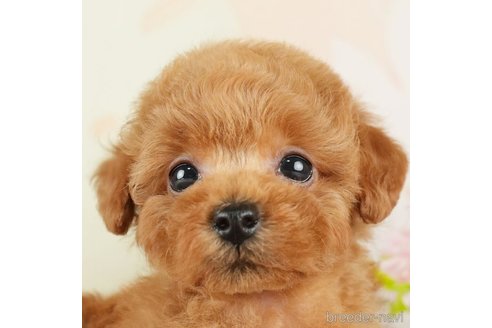 成約済の千葉県のトイプードル-275035の1枚目