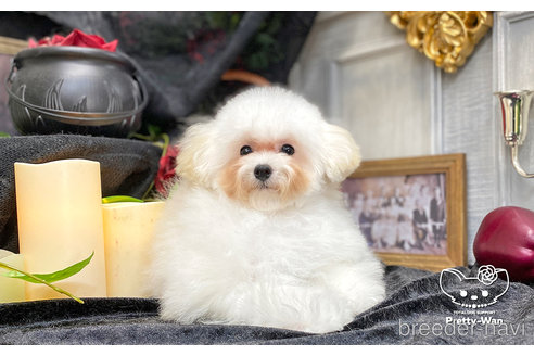 成約済の愛知県のティーカッププードル-253372の5枚目