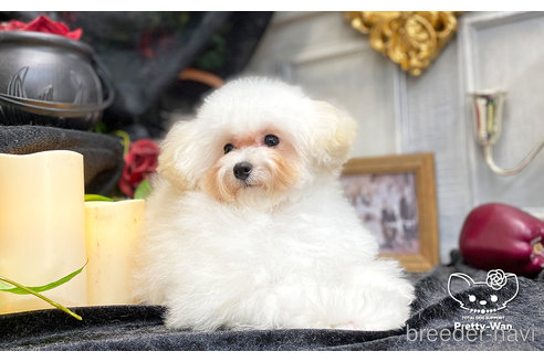 成約済の愛知県のティーカッププードル-253372の4枚目