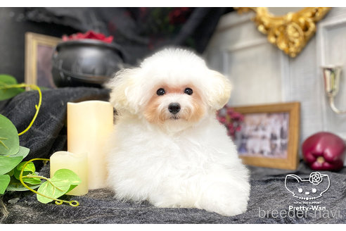 成約済の愛知県のティーカッププードル-253372の3枚目