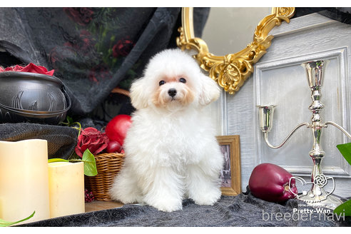 成約済の愛知県のティーカッププードル-253372の2枚目