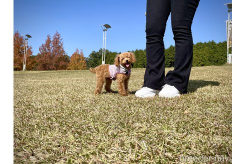 成約済の滋賀県のティーカッププードル-273822の1枚目