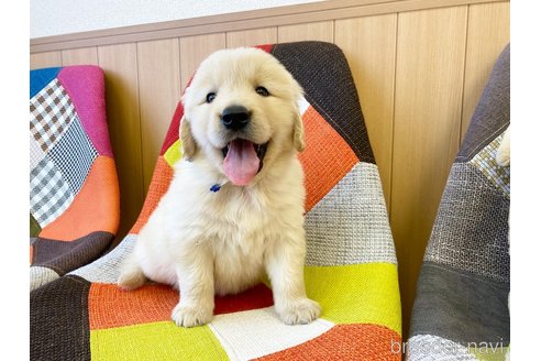 成約済の和歌山県のゴールデンレトリーバー-271619の2枚目