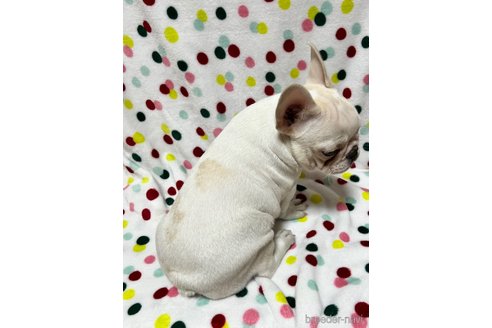 成約済の香川県のフレンチブルドッグ-261382の2枚目