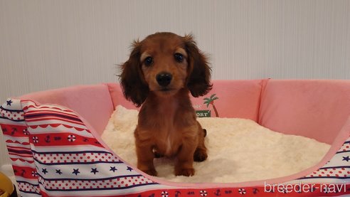 成約済の茨城県のミニチュアダックスフンド(ロングヘアード)-268341の3枚目