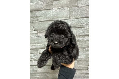 成約済の岡山県のトイプードル-275110の3枚目