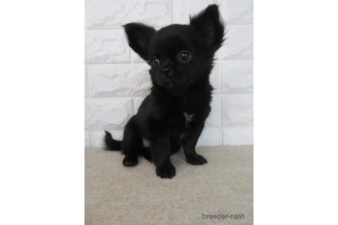 成約済の大阪府のチワワ(ロングコート)-275118