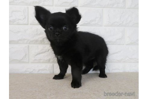 成約済の大阪府のチワワ(ロングコート)-275118の5枚目