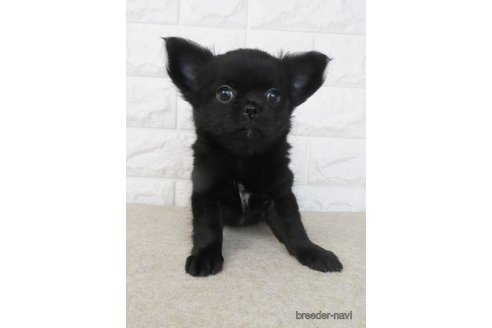 成約済の大阪府のチワワ(ロングコート)-275118の4枚目