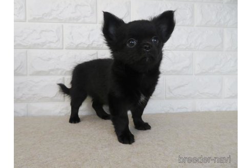 成約済の大阪府のチワワ(ロングコート)-275118の6枚目