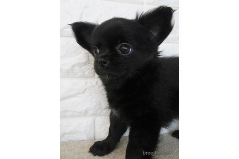 成約済の大阪府のチワワ(ロングコート)-275118の2枚目