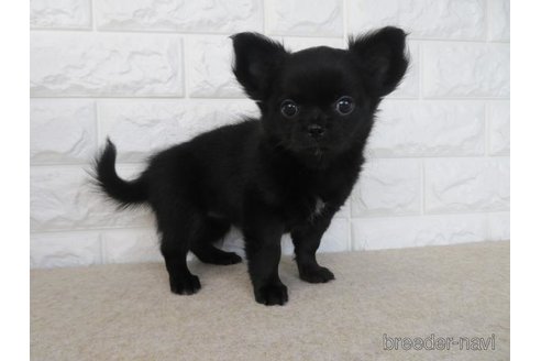 成約済の大阪府のチワワ(ロングコート)-275118の3枚目