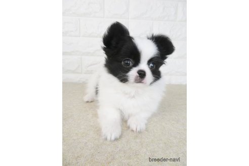 成約済の大阪府のチワワ(ロングコート)-275121の6枚目