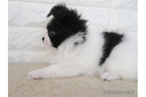 成約済の大阪府のチワワ(ロングコート)-275121の5枚目