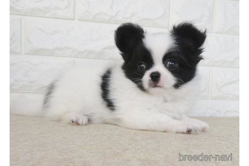 成約済の大阪府のチワワ(ロングコート)-275121