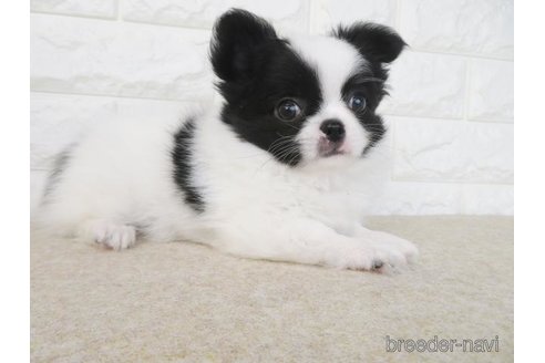 成約済の大阪府のチワワ(ロングコート)-275121の3枚目