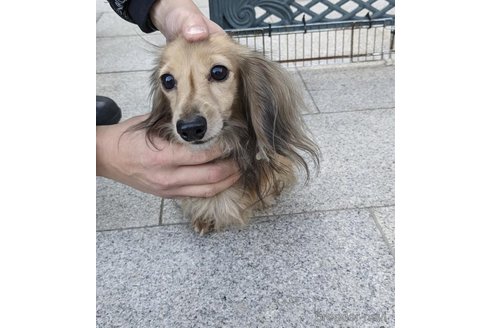 成約済の愛知県のカニンヘンダックスフンド(ロングヘアード)-275138の4枚目