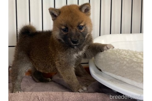 成約済の岡山県の柴犬-275140の2枚目