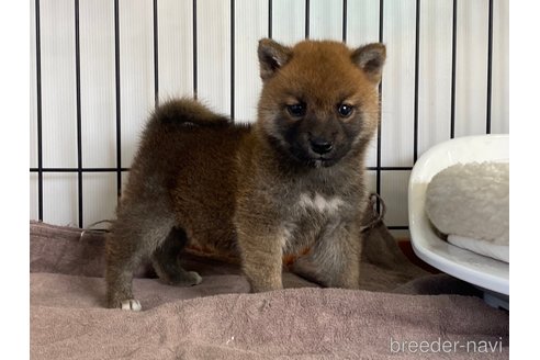 成約済の岡山県の柴犬-275140の1枚目