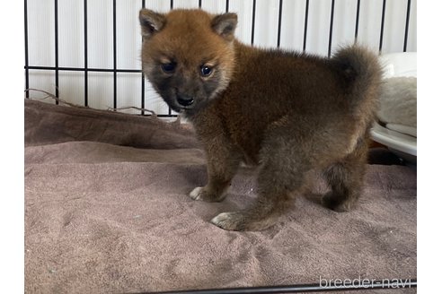 成約済の岡山県の柴犬-275140の3枚目