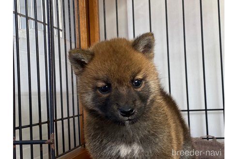 成約済の岡山県の柴犬-275140の4枚目