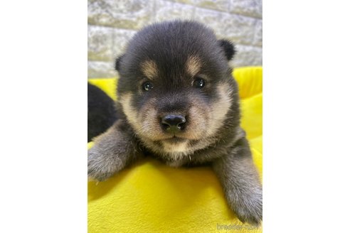 成約済の茨城県の豆柴-275143の1枚目