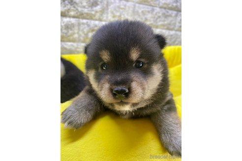 成約済の茨城県の豆柴-275143の6枚目