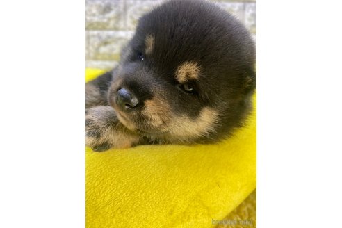 成約済の茨城県の豆柴-275143の5枚目