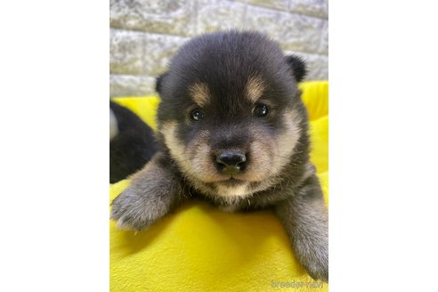 成約済の茨城県の豆柴-275143の7枚目